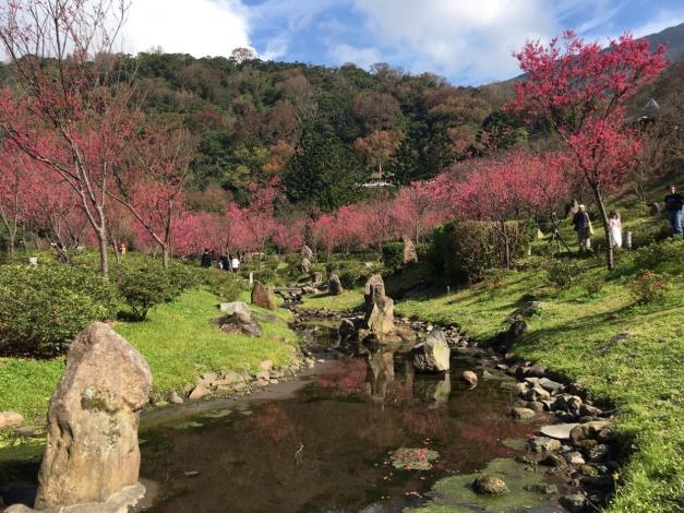 陽明公園櫻花溪流區