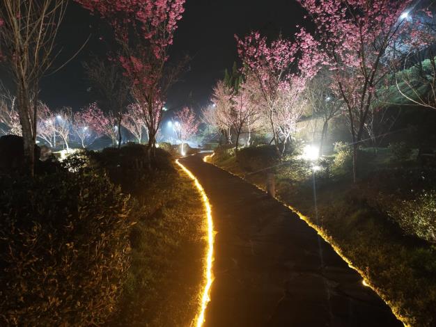 櫻花溪流區夜間燈光