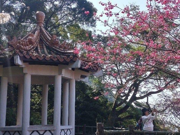 圖8.陽明公園櫻花的花況