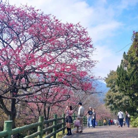 圖9.陽明公園櫻花花況(人車分道)