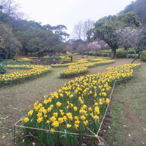 湖山綠地水仙3