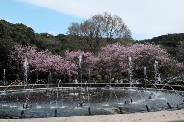 陽明公園噴水池花況3