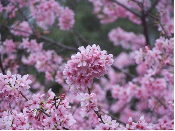 陽明公園噴水池花況2