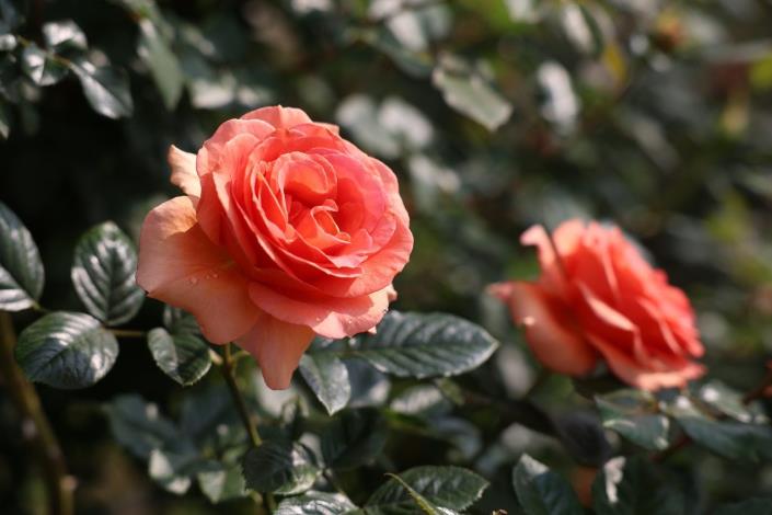 圖1.《2024臺北玫瑰展》將在本周開展，本次活動主題為「玫園藝事」。