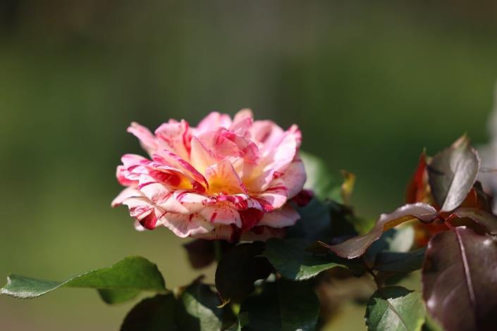 圖2.臺北玫瑰園內玫瑰已陸續綻放，歡迎市民遊園賞花。