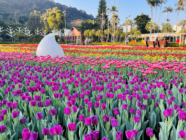 圖4. 借鏡荷蘭庫肯霍夫花園打造的鬱金香花田