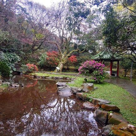 陽明公園聽泉亭旁杜鵑花