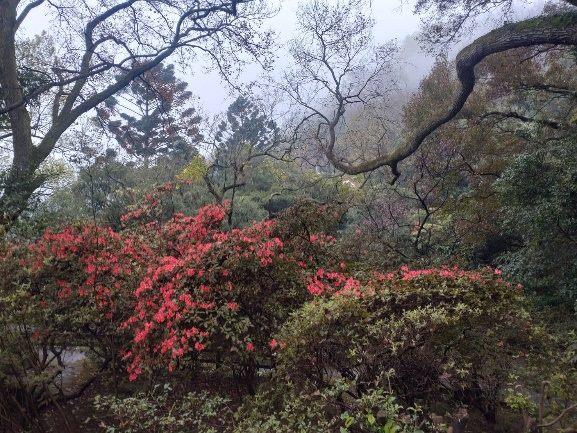 陽明公園遊客中心周邊區域杜鵑花