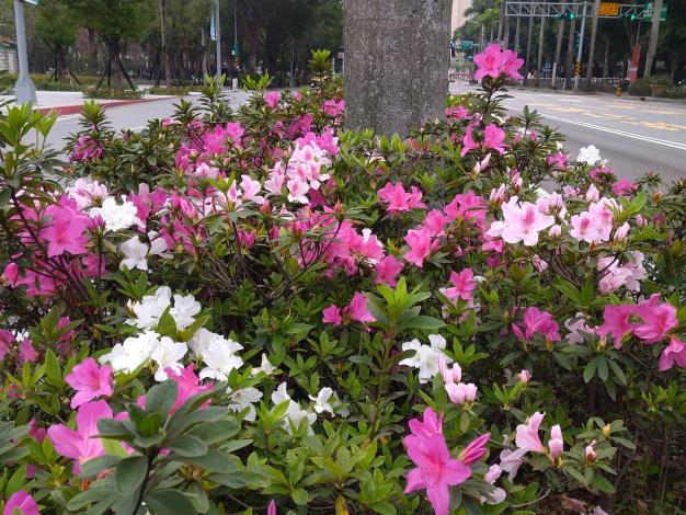 (圖片7) 繽紛杜鵑花海，是市民唾手可得的春天情懷