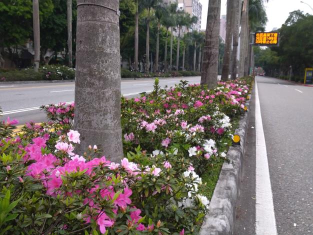 (圖片5) 信義路4段杜鵑花即將盛開