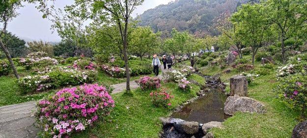 陽明公園溪流區杜鵑