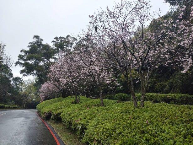 陽明公園人車分道區吉野櫻-2