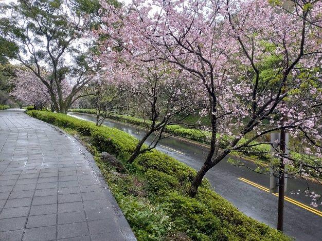 陽明公園人車分道區吉野櫻-3