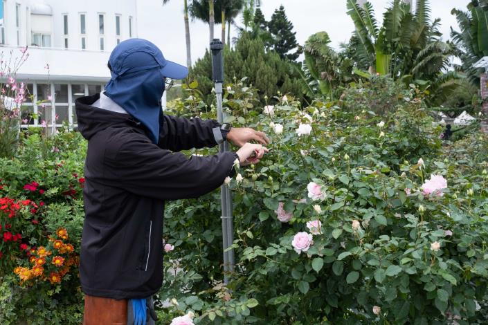 圖1 公園處苗圃同仁楊秉澈化身為志工的小老師，示範修剪枝條。