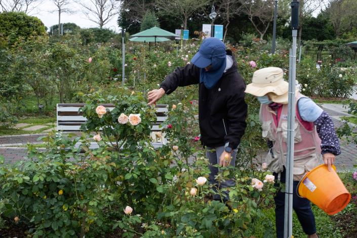 圖2 公園處苗圃同仁楊秉澈化身為志工的小老師，解說修剪的下刀位置與技巧。