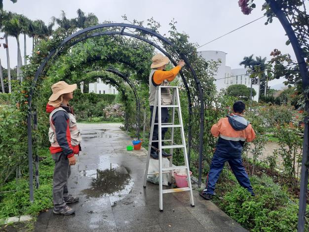 圖7 「五彩玫瑰園」由公園處苗圃同仁魏梓訓技工以玫瑰廊道的概念，在蔓玫拱門兩端延伸牽引枝條。