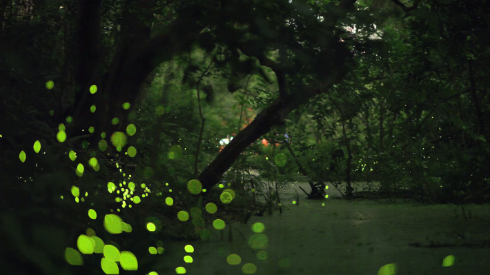 圖3. 榮星花園公園夜間閃閃發光