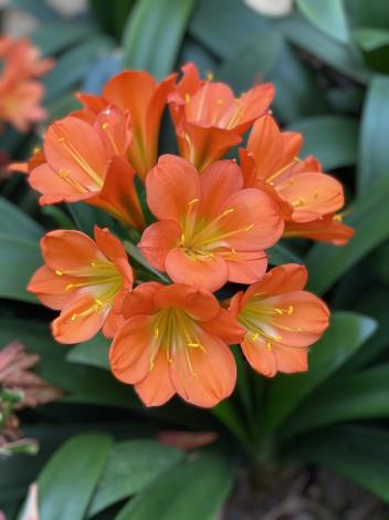墨綠色的葉片讓人感到生氣蓬勃，搭配橘紅色強烈對比的花朵，在春天粉嫩的顏色包圍下，更顯他的獨特之處。
