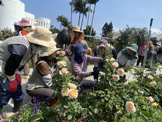 圖13 同仁負責維護育種家花園，志工服勤時會適時講授玫瑰修剪技巧。.JPG