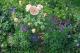 圖8 許多園藝植物佈展區草花也現身於前方育種家花園區的英國育種家奧斯丁玫瑰區入口區。