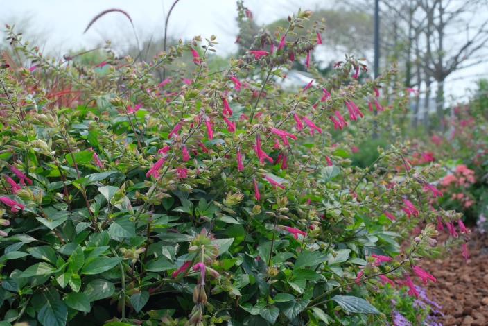 圖6在高處種植大理花、櫻桃鼠尾草，使其自然垂盪。