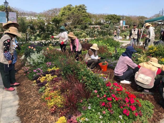 圖11志工與同仁一同養護園藝植物佈展區。