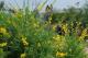 圖5背光面種植亮色的西洋水仙、小金雀花；在高處種植大理花、櫻桃鼠尾草，使其自然垂盪。