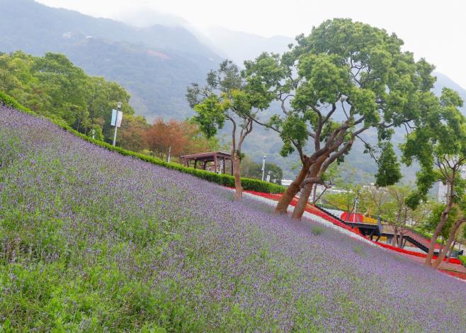 圖3.三層崎花海著名的浪漫薰衣草花田