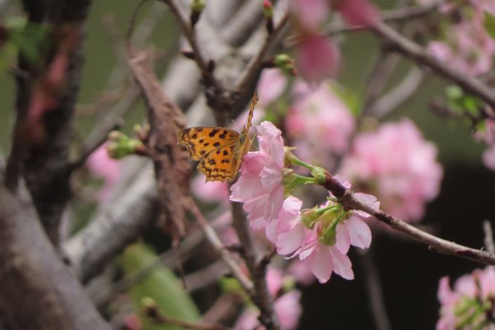 (圖片17) 北投線形公園富士櫻與黃蛺蝶
