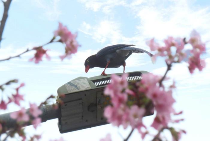 (圖片2)藍鵲在富士櫻花間回眸