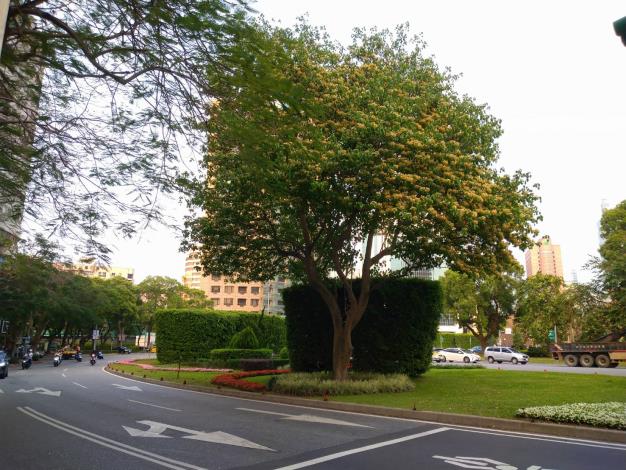 圖6. 民國96年種植加羅林魚木已長成大樹並成為城市特色風景。