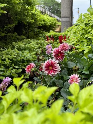 圖1.臺北車站交七廣場種植大理花及玉扇鳳梨