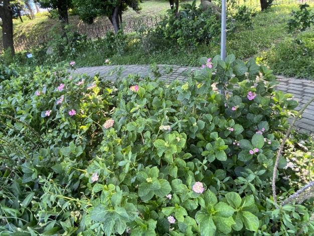 圖12 紅磚區的「繡球花」即將邁入花期，盛開期將可觀賞到白、粉、紫等各色系花種。.JPG