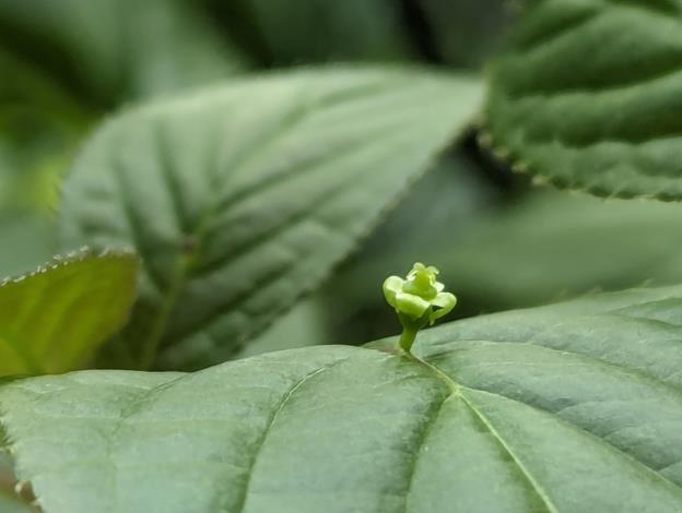 圖2臺灣青莢葉植株開出不顯著小花，顏色偏綠色或黃綠色，雌雄異株。