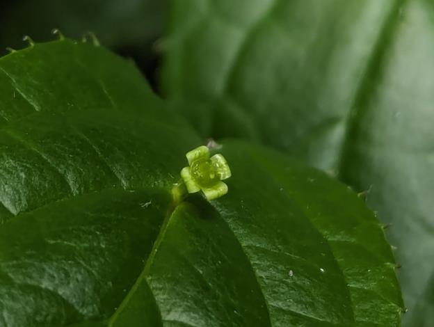 圖4臺灣青莢葉為雌雄異株，雌花通常1~4枚一叢。