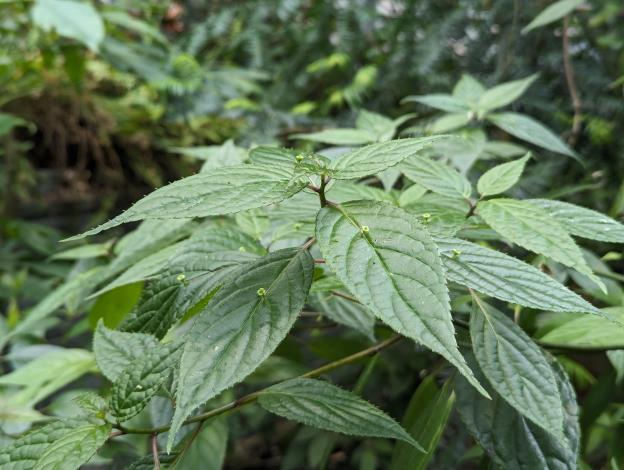 圖1臺灣青莢葉的花朵非常小巧，就長在葉片上，俗稱「葉長花」。