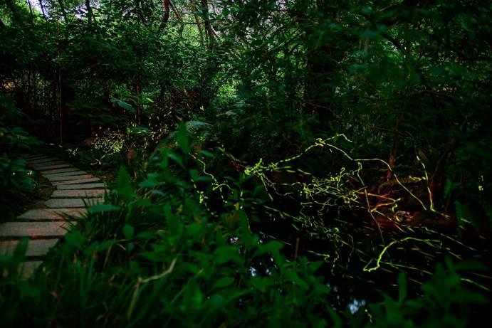 大安森林公園美麗的螢火蟲 歡迎民眾把握最後機會來賞螢