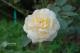 圖2「甘草茶」散發濃郁的甘草及老玫瑰的香氣，可當蔓性玫瑰使用。