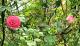 圖6「椰子冰」植株高度可達150公分，顯眼的麝香粉紅色花朵，帶有果香和鳶尾花香。