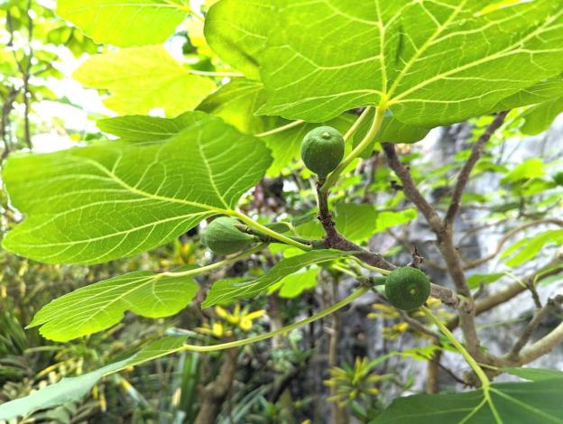 圖1臺北典藏植物園入口區往內走，抬頭就可以看到無花果樹結了許多果實。