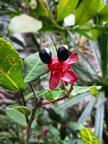 圖5「米老鼠樹」在花凋謝後花萼、胎座持續發育呈紅色，核果環形排列於胎座上，某些角度像米老鼠的耳朵與鼻子。