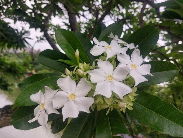 海檬果綻放白花