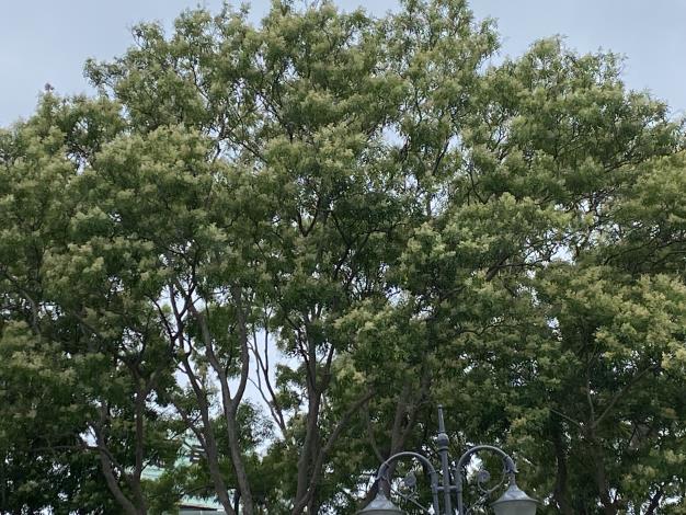 圖1「光臘樹」是臺灣原生種喬木，是蜜源樹種，幫昆蟲提供炎夏遮蔭，以及覓食安身的基地。.JPG