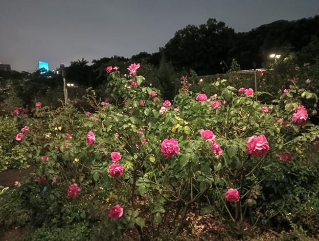 圖20臺北玫瑰園在夜色下，花朵更顯嬌美，園區內瀰漫浪漫的氛圍。