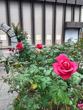 圖8「歌德玫瑰」花瓣呈胭脂紅色澤，帶有強烈荔枝果香，混著茶香及蜂蜜香，榮獲多項國際獎項殊榮。