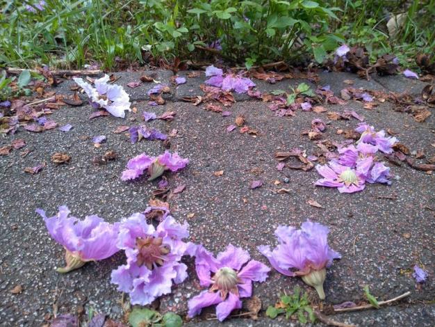 圖5 微風中隨微風而墜下的落花如同紫吹雪，是另一種「紫爆」浪潮襲來美感