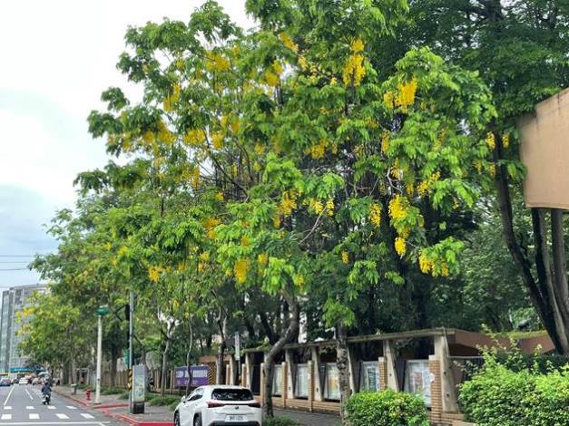 圖5 三民國中阿勃勒美照