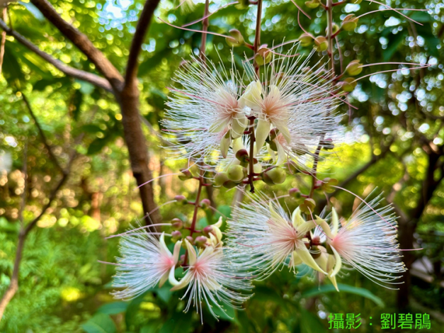 圖15 另一個賞花時間是清晨賞花，盡量把握在氣溫還沒有炎熱之前，5點左右都還有機會看到最盛開美麗的花。(攝影者劉碧鵑)