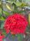 圖10.大王仙丹的植株稍高，可達1~2公尺，花朵也較大，花冠徑1.5~2公分，整個花序直徑將近20公分，4單瓣，一年之中可開花達8個月以上。