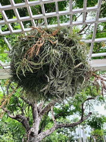 圖2 猜猜這叢空氣鳳梨有哪些品種藏身其中。